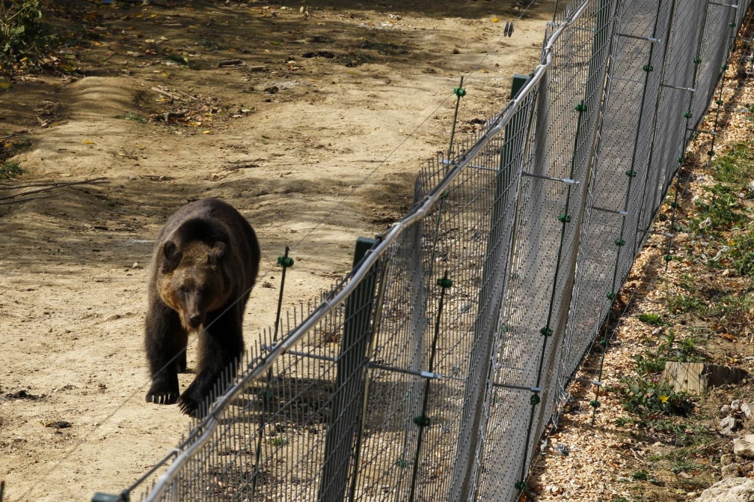 EU Countries Seek to Reduce Bear Protection Amid Safety Concerns
