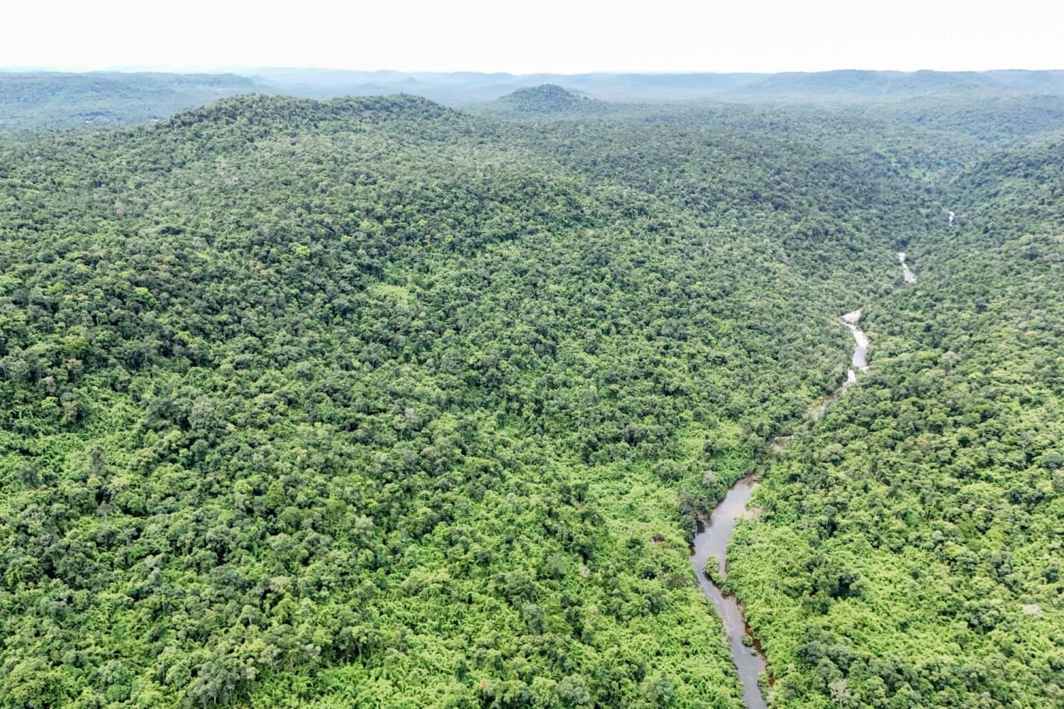 Cambodia Plans to Reintroduce Tigers to Cardamom Mountains