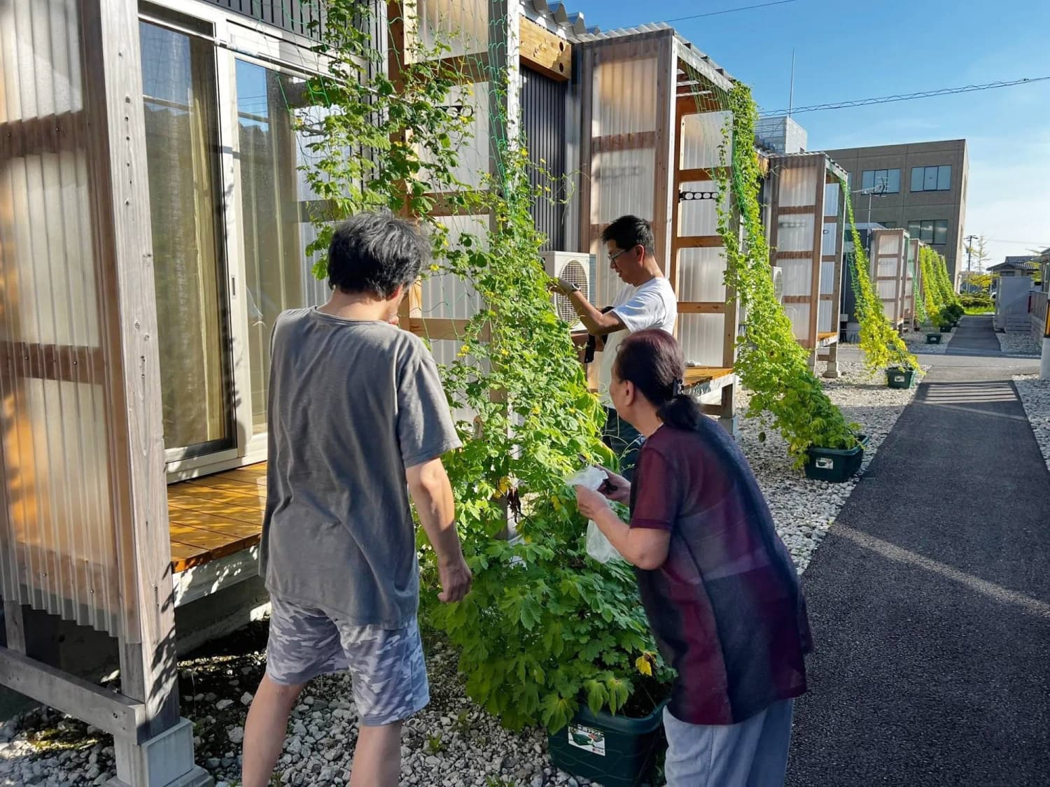 Communities Embrace 'Green Curtains' for Eco-Friendly Sun Protection