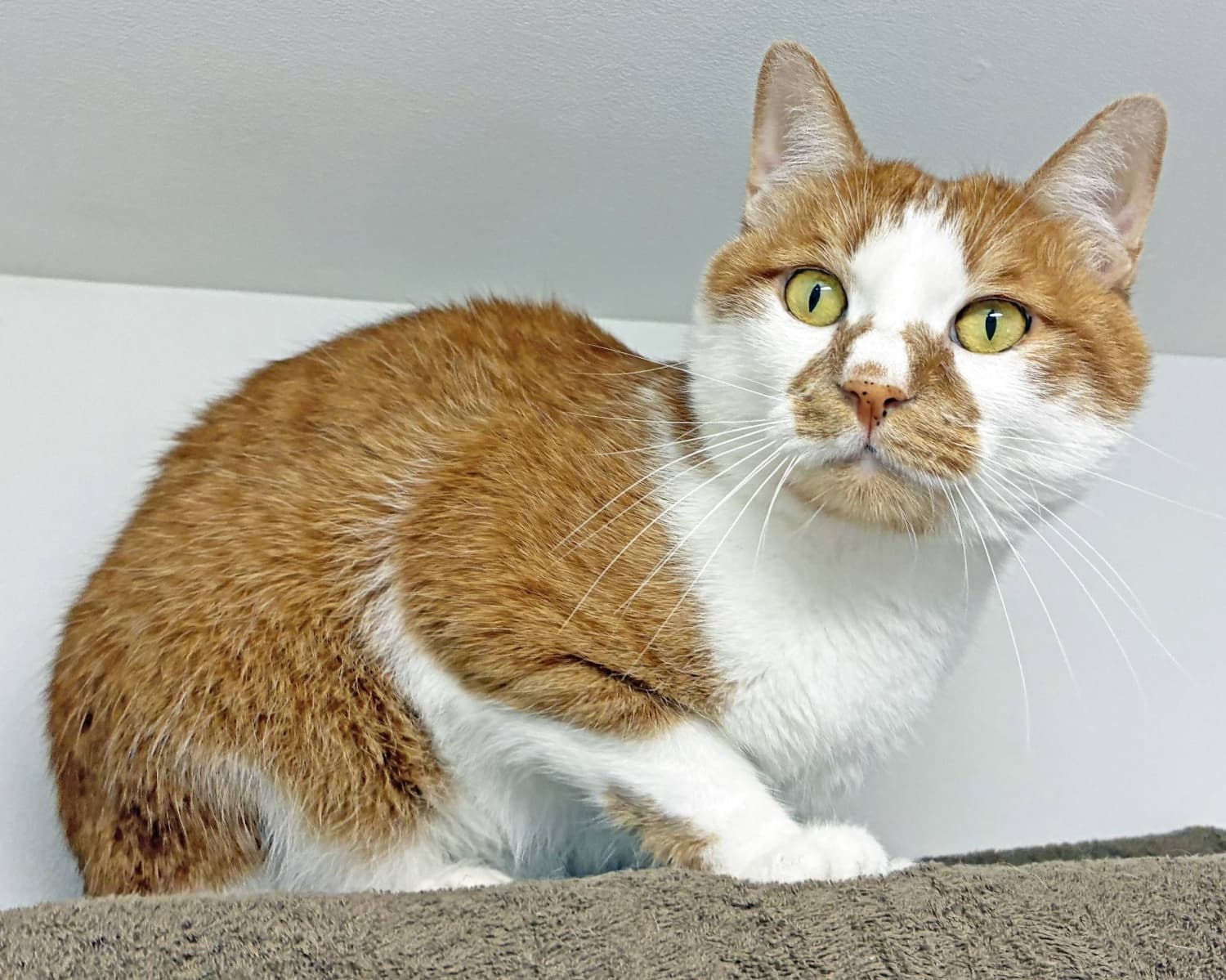 Kosame: A Charming Companion with a Name Meaning 'Light Rain'