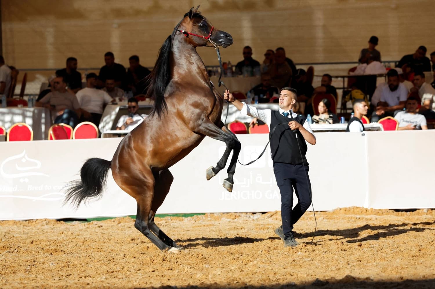 Palestinian Breeders Maintain Horse Culture Amid Urban Challenges