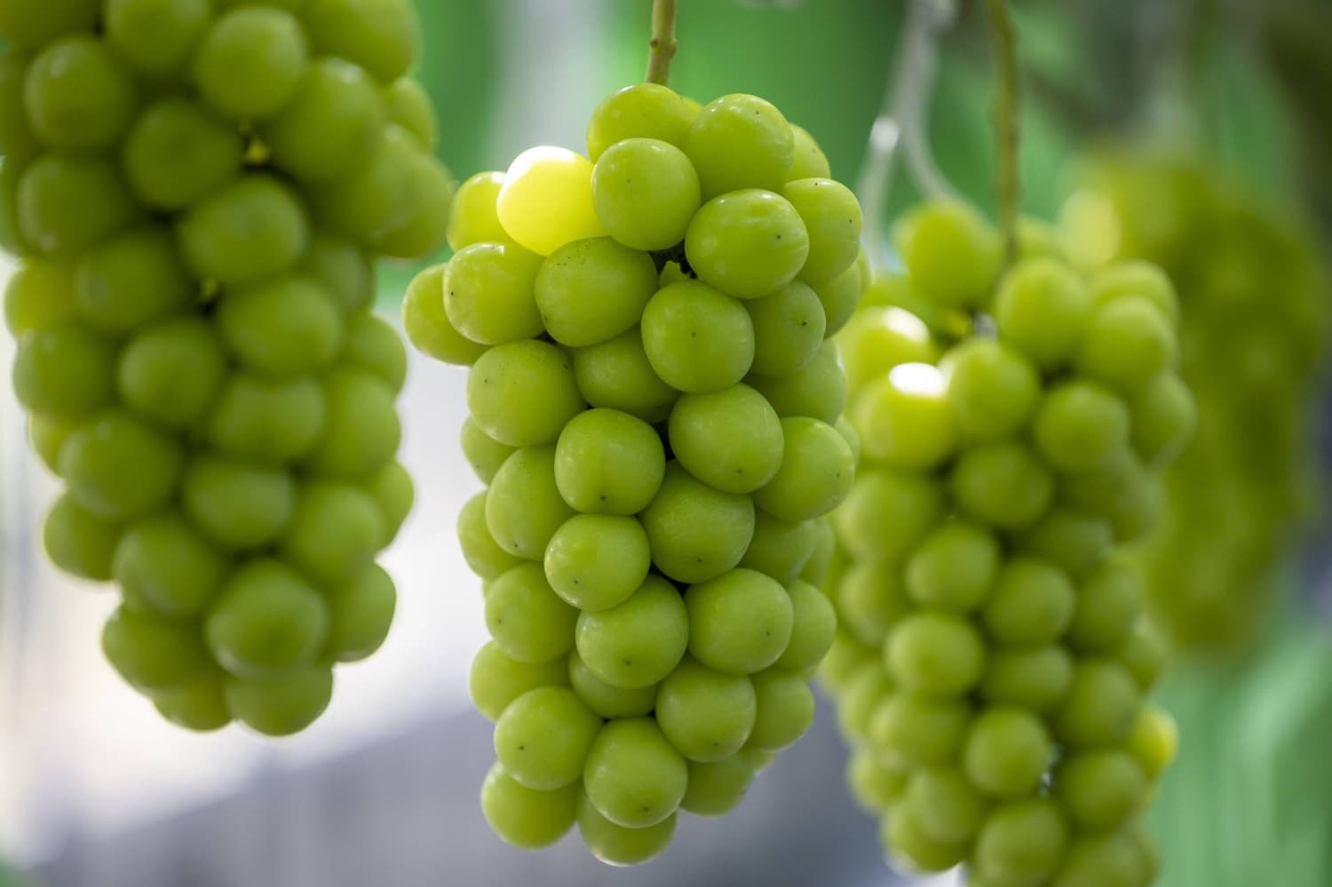 Japan Enacts Legislation to Safeguard Against Unauthorized Crop Exports