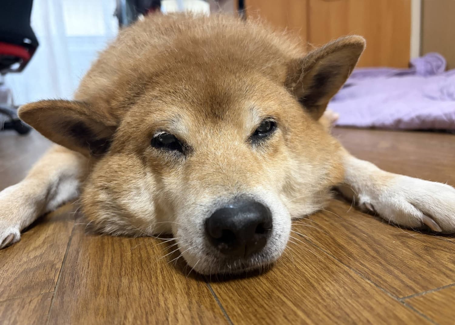 Mushroom the Shiba: A Loyal Companion for the Right Owner