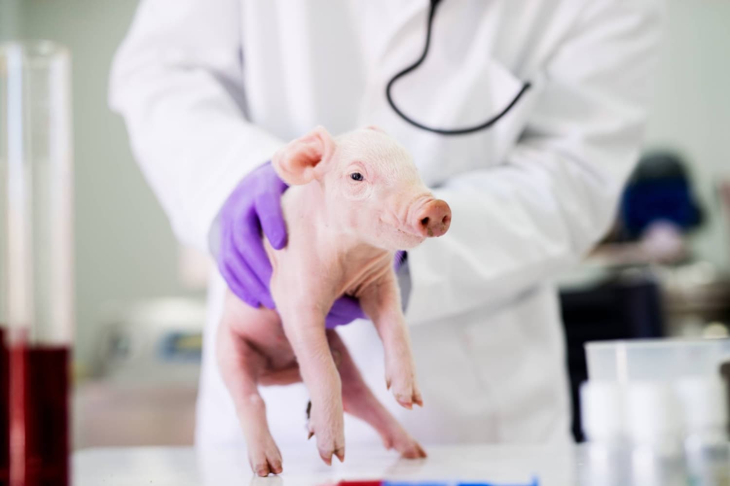 Japanese Team Aims for First Pig-Kidney Transplant in Human Fetus