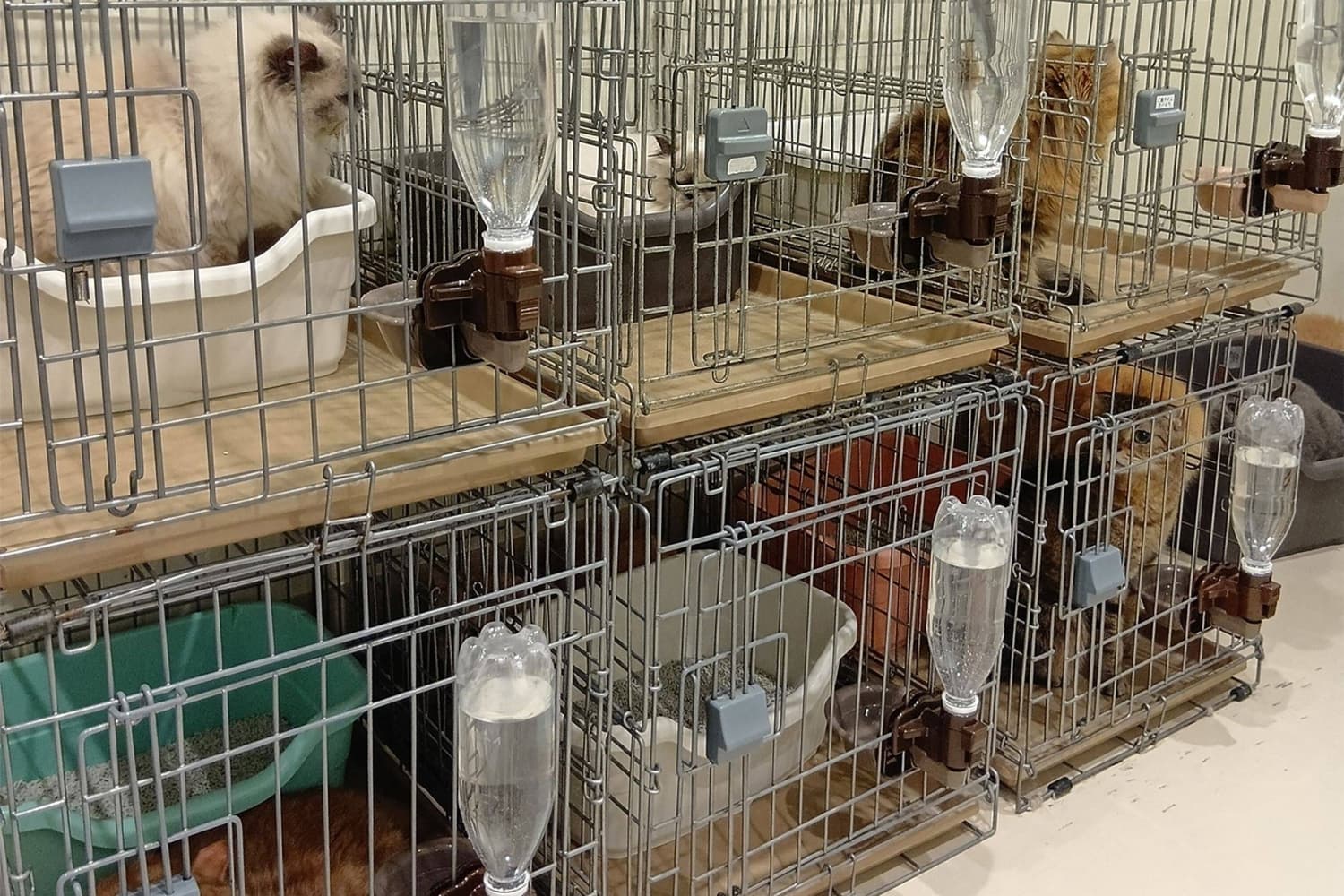 Rescue Efforts Save Twenty-Five Cats from Earthquake-Damaged Japanese Mall