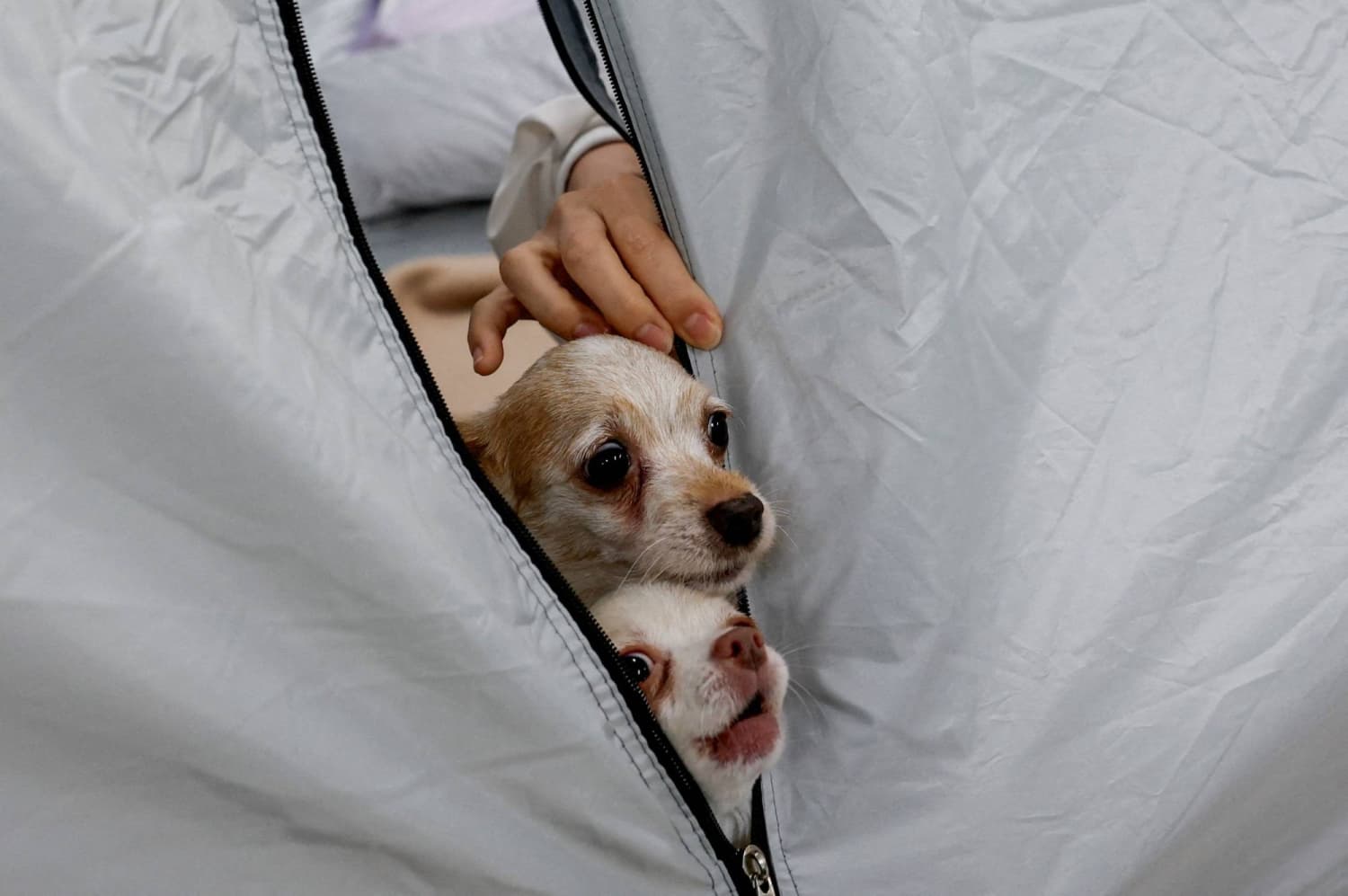 Animal Hospital Opens to Support Japan Quake Survivors and Their Pets