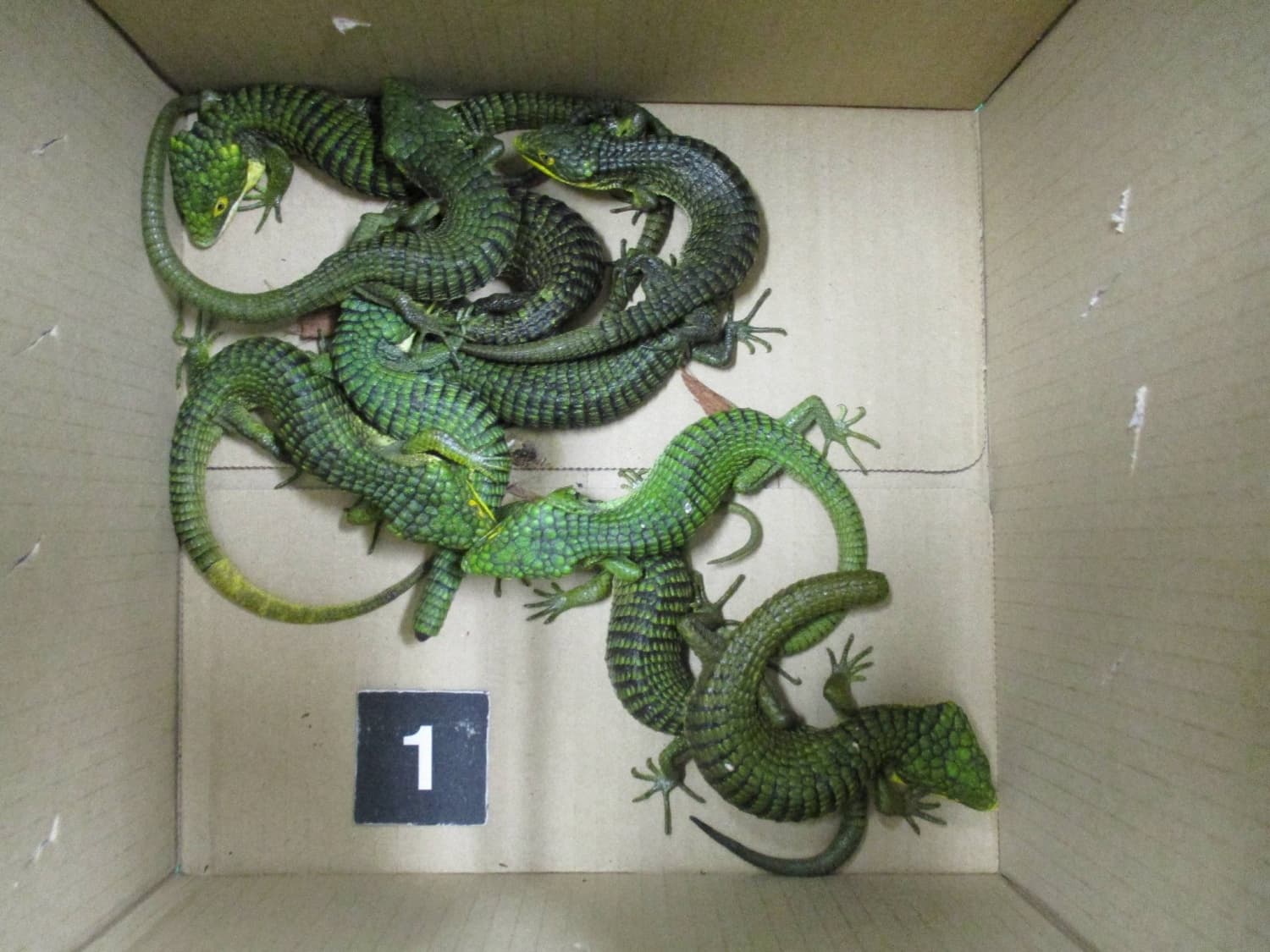 Mexican Man Arrested for Attempting to Smuggle 200 Lizards into Japan
