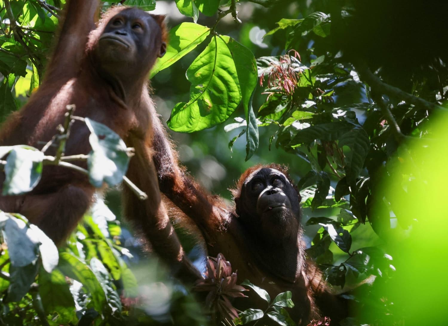 Experts Warn AI-Generated Wildlife Images May Harm Animals and Conservation Efforts