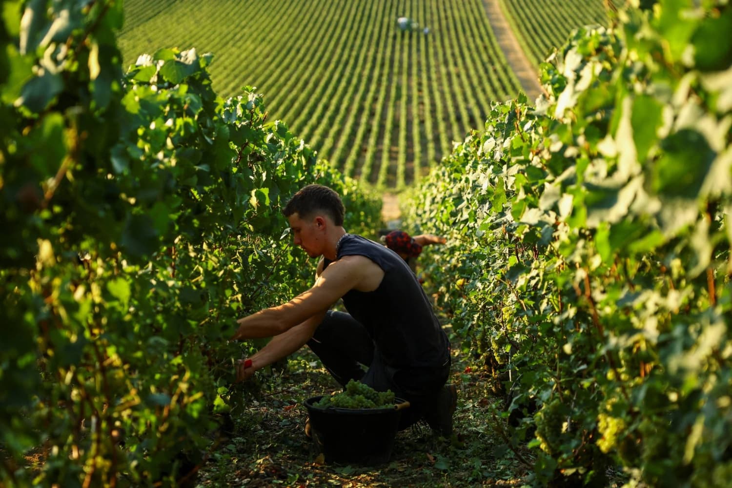 Champagne Harvest Begins Earlier This Year, Reflecting Climate Change Effects