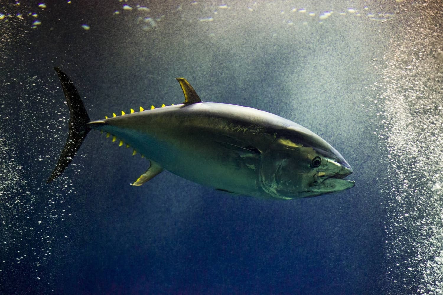 Pacific bluefin tuna quota to rise by 25% to 14,836 tons for 2027-2028