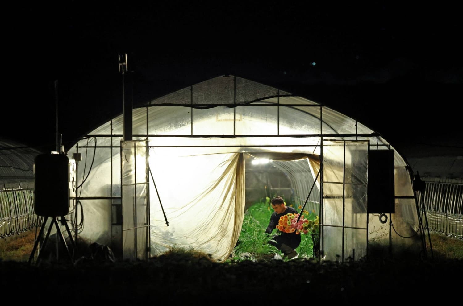 Farmers in Japan Shift to Nighttime Work Amid Deadly Heat Conditions