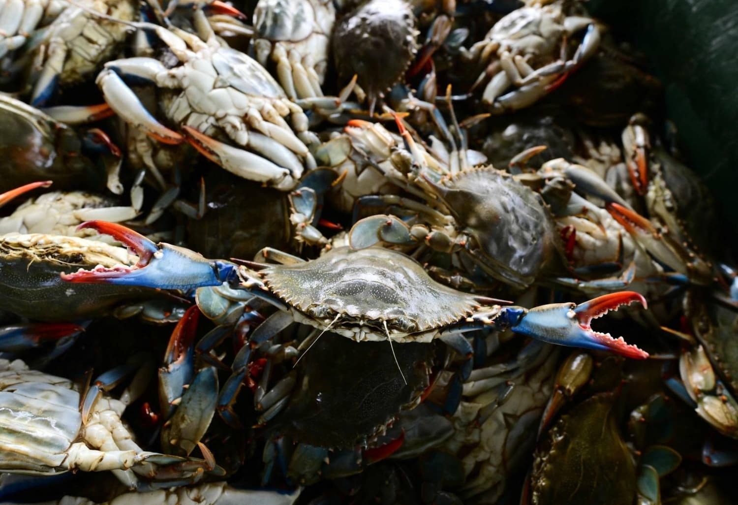 Italian Researchers Explore Octopus as Solution to Crab Invasion