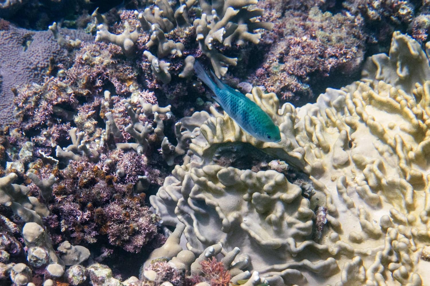 Japan's Coral Protectors Work to Shield Reefs from Rising Ocean Temperatures