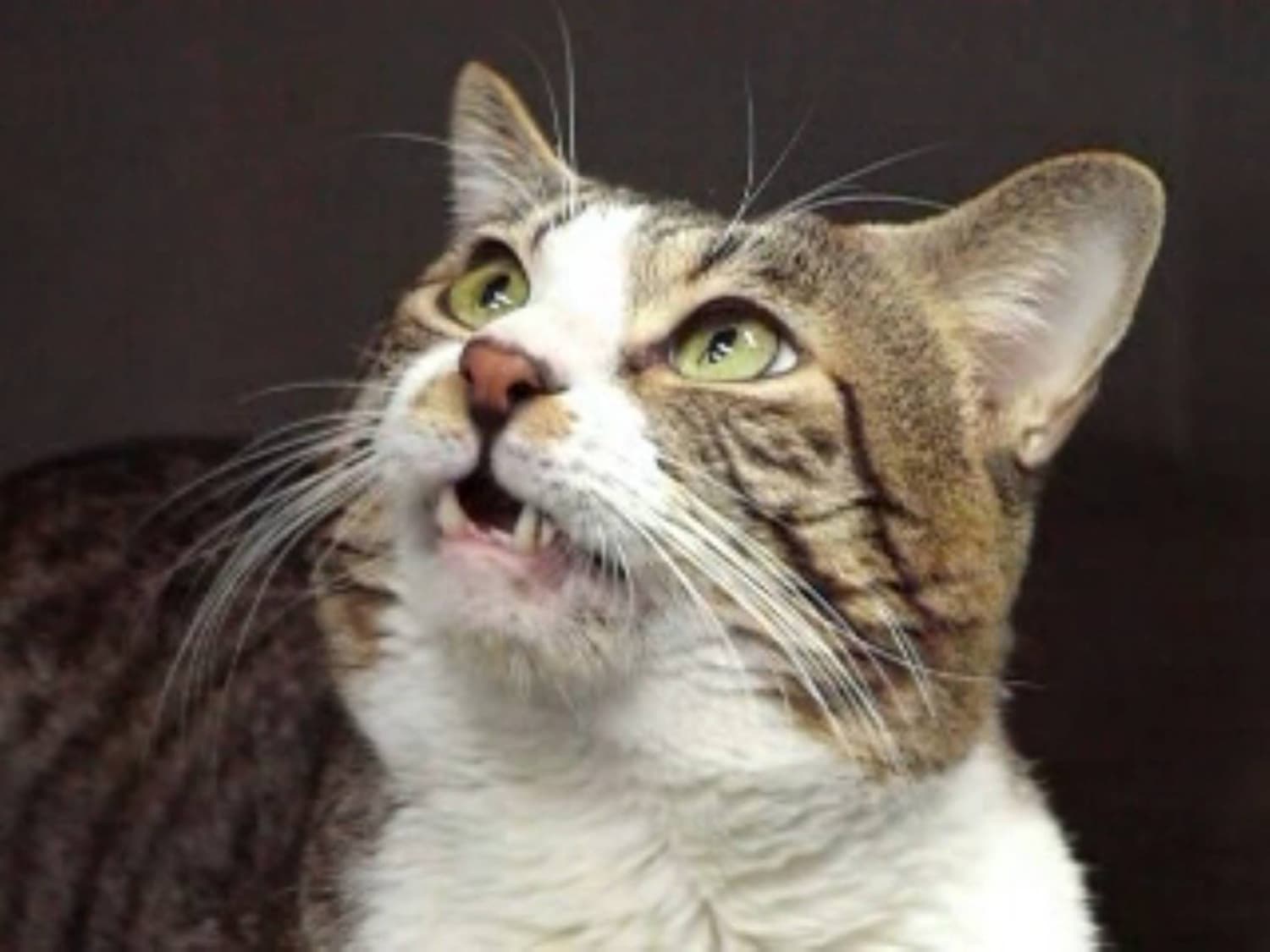 Study suggests cats recognize each other through fatty acids in urine