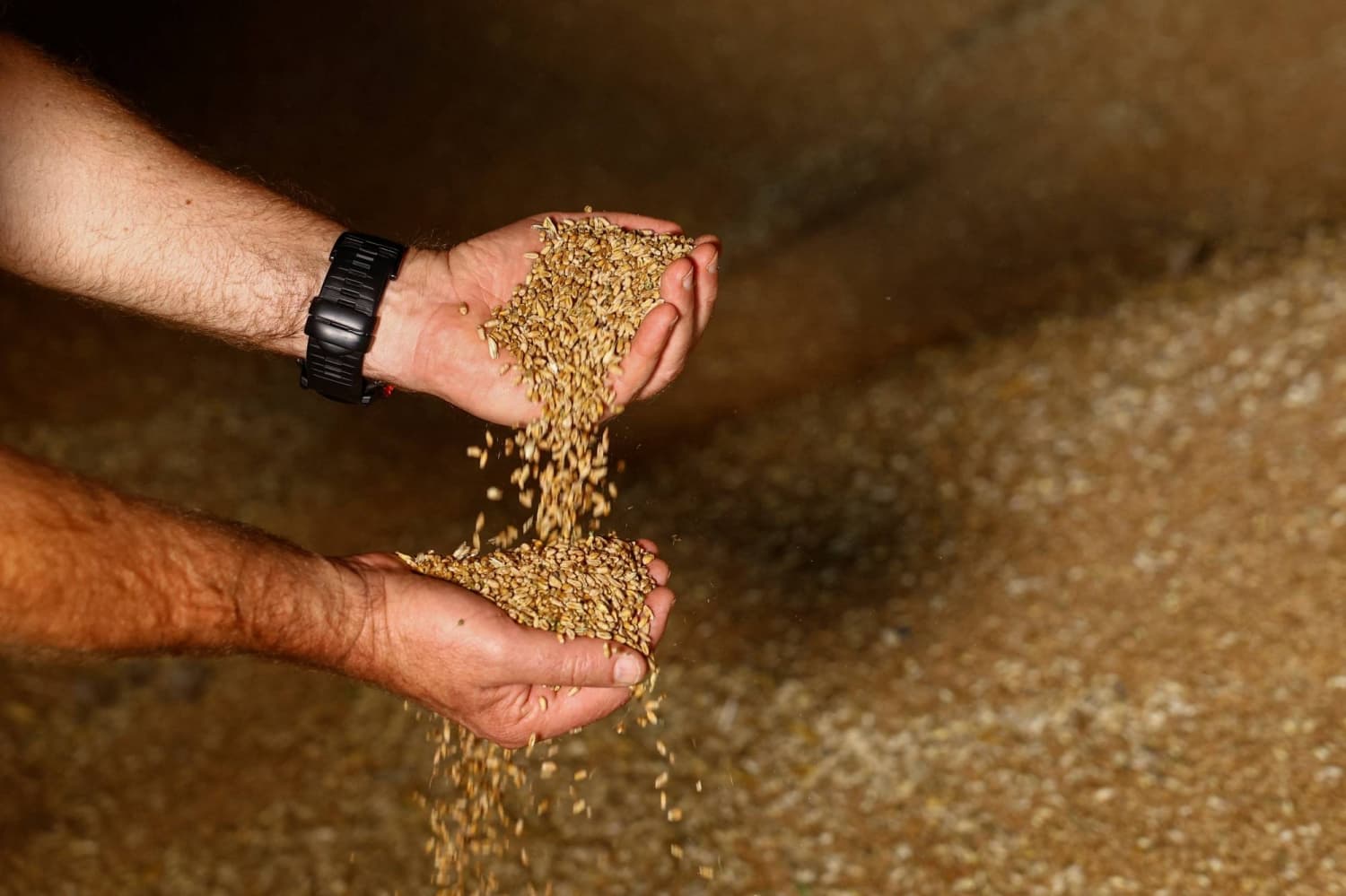 Russian Strikes Result in Accumulation of Unsold Grain for Ukrainian Farmers