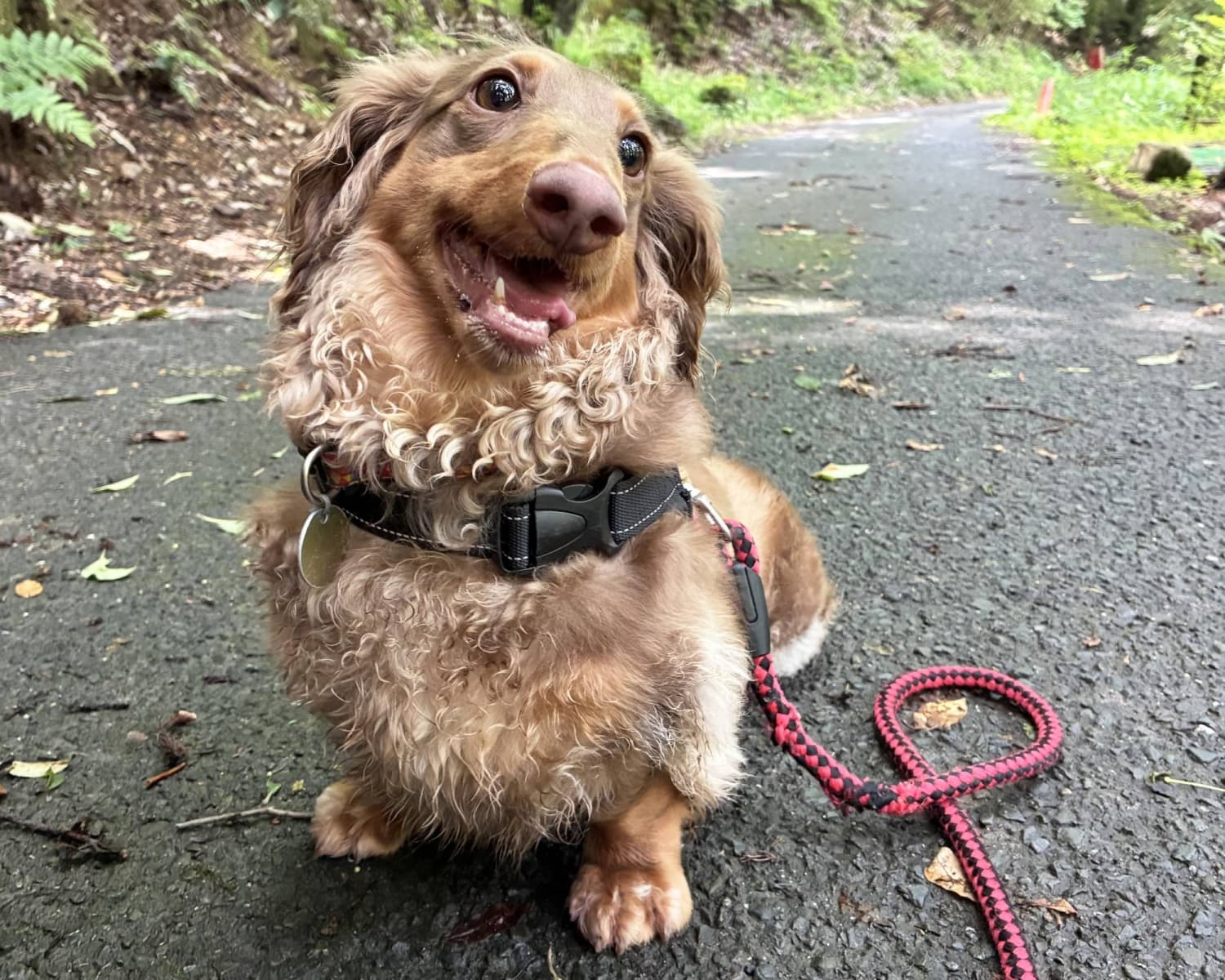 Malta the Miniature Dachshund is a Food Lover and Friendly Companion