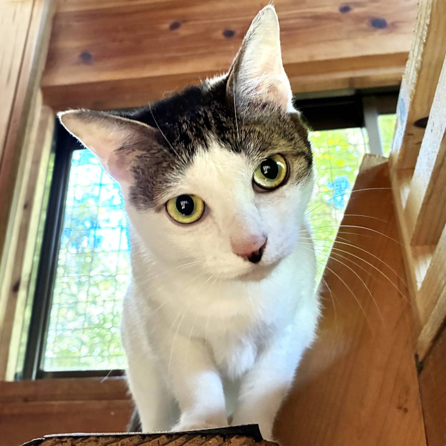Timid Kashiwamochi Seeks Loving Home Amid Her Inquisitive Nature