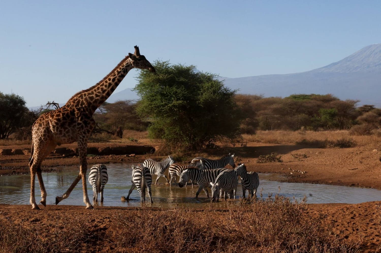 WWF Reports Average Decline of 73% in Wild Species Populations Since 1970