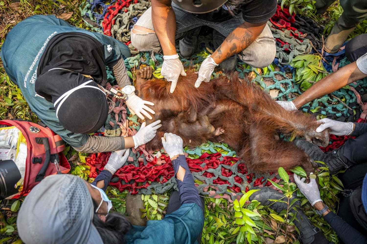 Orangutans Rescued Amid Ongoing Wildfires in Indonesia