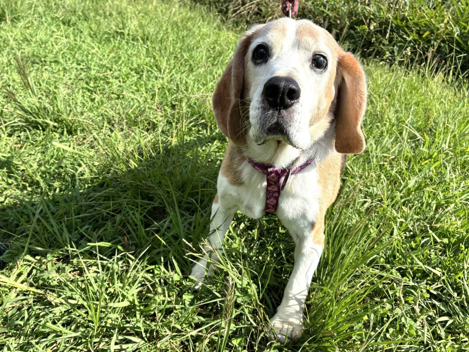 Autumn the Beagle Seeks a Loving New Home