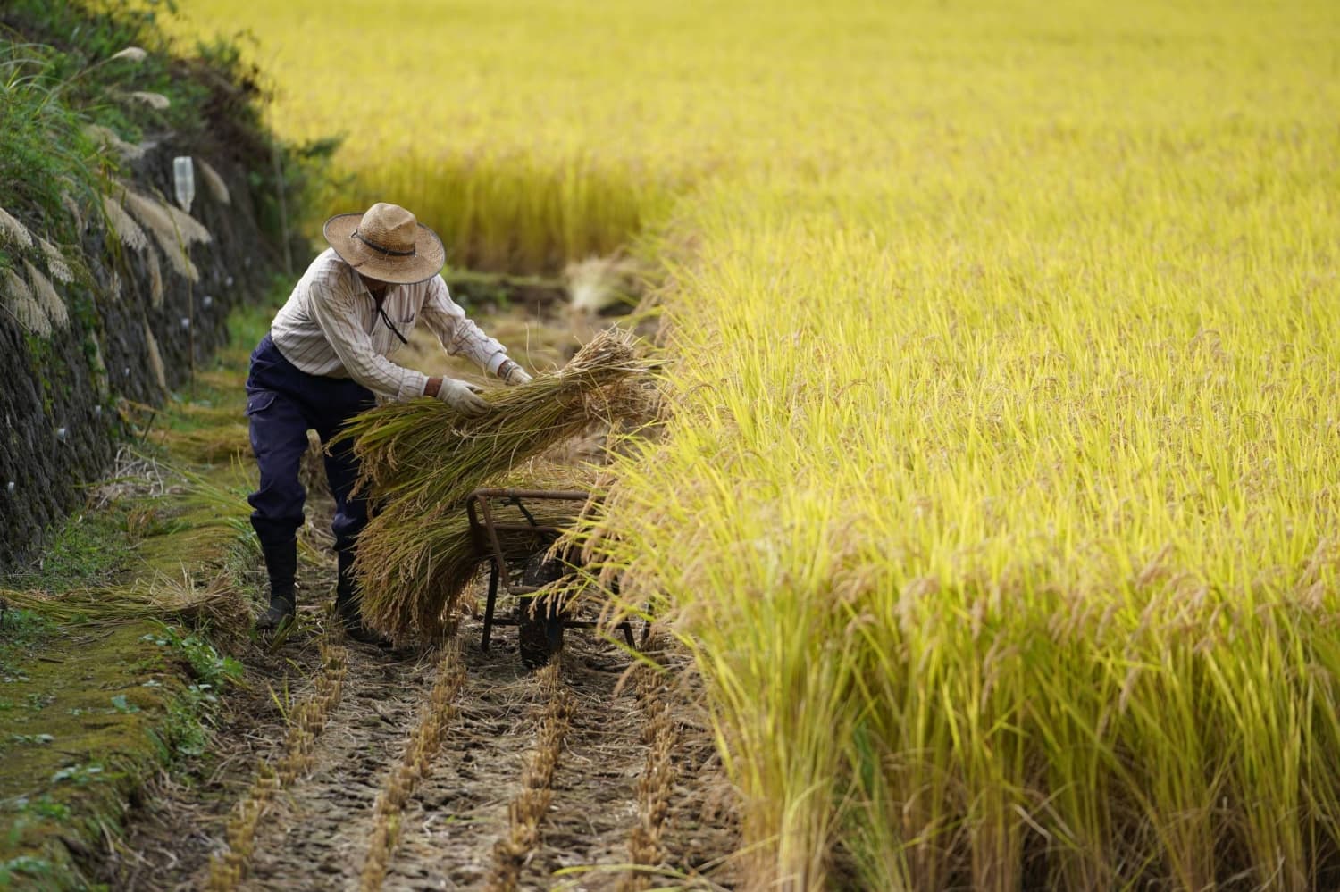 Producer Price Growth Slows, Reducing Pressure on Bank of Japan for Rate Hikes