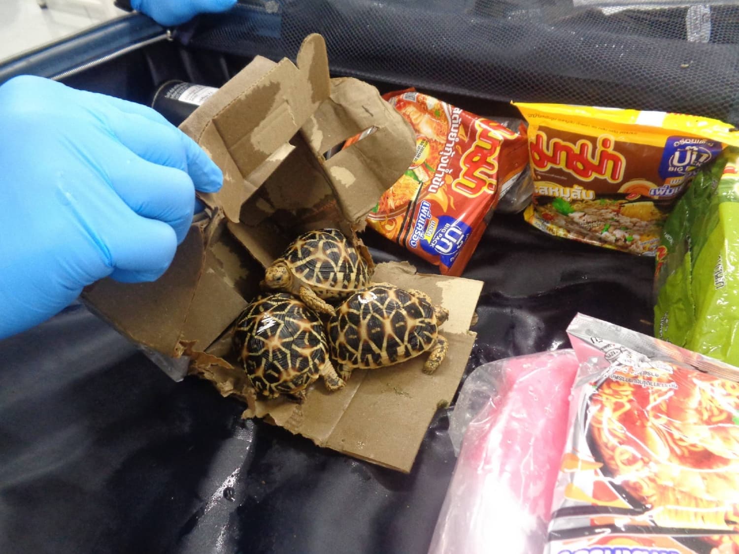 Three Individuals Arrested for Smuggling Endangered Tortoises into Japan